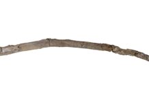 430 000-річних інструментів розкривають навички обробки деревини першими людьми