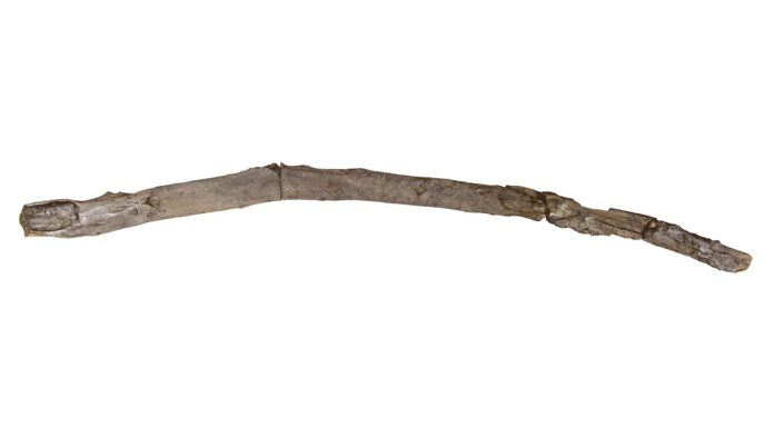 430 000-річних інструментів розкривають навички обробки деревини першими людьми