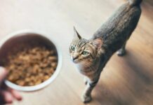 ПФОК в кормах для домашніх тварин: зростаюча загроза здоров’ю тварин і людей