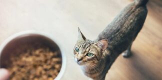 PFAS dalam Makanan Hewan: Meningkatnya Kepedulian terhadap Kesehatan Hewan dan Manusia