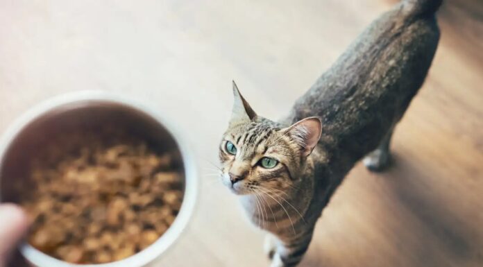 ПФОК в кормах для домашніх тварин: зростаюча загроза здоров’ю тварин і людей