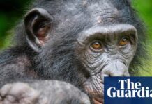 Шимпанзе демонструють творчу гру, кидаючи виклик людській винятковості