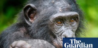 Шимпанзе демонструють творчу гру, кидаючи виклик людській винятковості