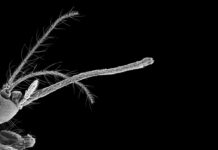 Рот комара здатний до 3D-друку в мікроскопічному масштабі