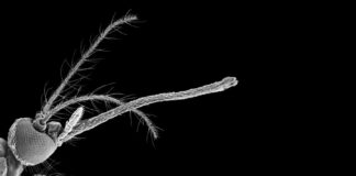 Рот комара здатний до 3D-друку в мікроскопічному масштабі