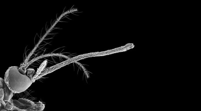 Рот комара здатний до 3D-друку в мікроскопічному масштабі