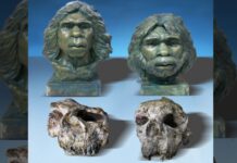 «Абсолютна несподіванка»: черепам Homo erectus, знайденим у Китаї, майже 1,8 мільйона років — це найстаріший доказ древніх родичів людини в Східній Азії