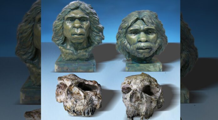 «Абсолютна несподіванка»: черепам Homo erectus, знайденим у Китаї, майже 1,8 мільйона років — це найстаріший доказ древніх родичів людини в Східній Азії