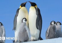 Імператорські Пінгвіни Зіткнулися з Кризою через Танення Льодів, Що Порушує Критично Важливий Процес Ліньки