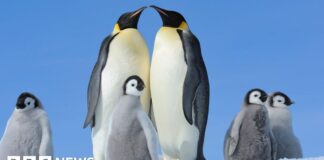 Імператорські Пінгвіни Зіткнулися з Кризою через Танення Льодів, Що Порушує Критично Важливий Процес Ліньки