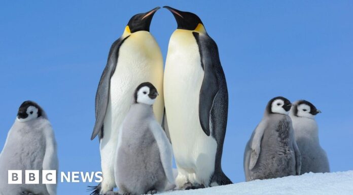 Імператорські Пінгвіни Зіткнулися з Кризою через Танення Льодів, Що Порушує Критично Важливий Процес Ліньки