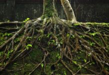 Jak rośliny podbiły ląd i przekształciły Ziemię