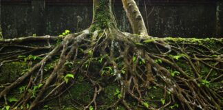 Bagaimana Tumbuhan Menaklukkan Tanah dan Membentuk Kembali Bumi