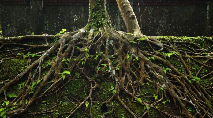 Як Рослини завоювали Сушу та Перетворили Землю