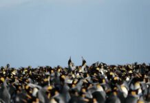 Королівські Пінгвіни: Парадокс Кліматичної Стійкості