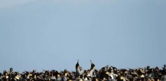 Королівські Пінгвіни: Парадокс Кліматичної Стійкості