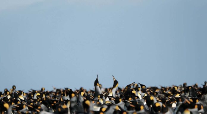 Королівські Пінгвіни: Парадокс Кліматичної Стійкості