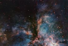 ВЛТ Розкриває Зоряний Розплідник: Коричневі Карлики та Молоді Зірки у RCW 36