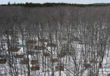 Мікроби під тиском: як зміна клімату перекроює життя під нашими ногами