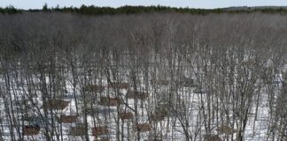 Мікроби під тиском: як зміна клімату перекроює життя під нашими ногами