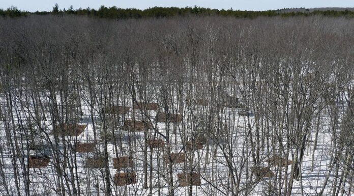 Мікроби під тиском: як зміна клімату перекроює життя під нашими ногами