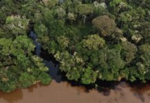 Starověké uhlíkové emise rostou v bažinách povodí Konga