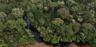 Starověké uhlíkové emise rostou v bažinách povodí Konga