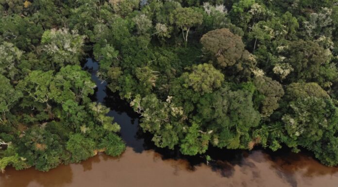 Стародавні викиди вуглецю зростають у болотах басейну Конго