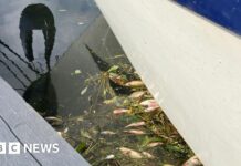 Загибель Риби у Віттлсі: Депутат Вимагає Пояснень Після Масової Відмінки