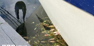 Kematian Ikan di Whittlesey: Anggota Parlemen Menuntut Jawaban Setelah Kematian Massal