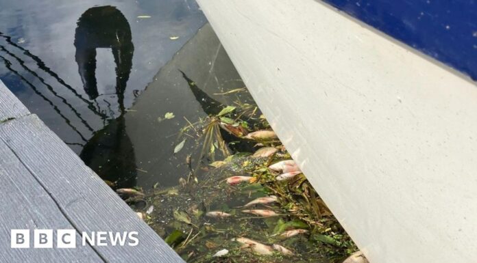 Загибель Риби у Віттлсі: Депутат Вимагає Пояснень Після Масової Відмінки