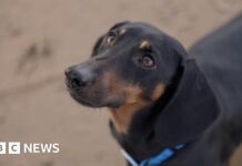 Собаки та люди: 15 000-річне партнерство переписує історію