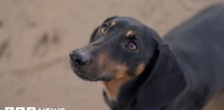 Собаки та люди: 15 000-річне партнерство переписує історію