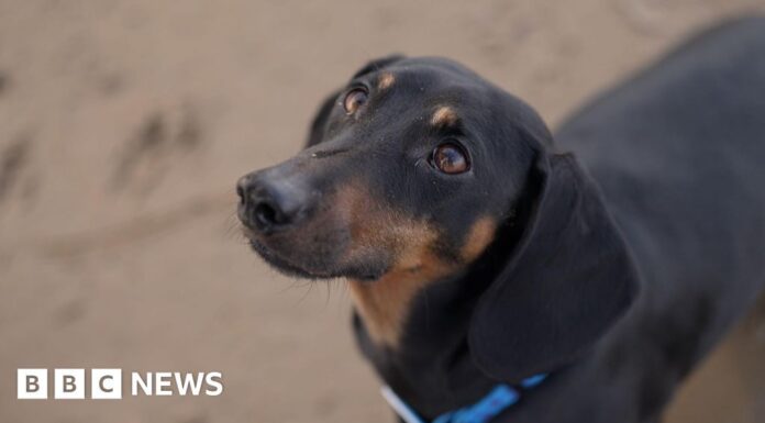 Собаки та люди: 15 000-річне партнерство переписує історію