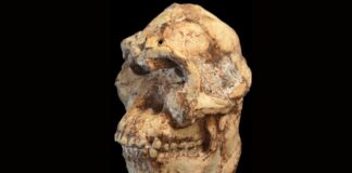 Wetenschappers reconstrueren gezicht van 3,7 miljoen jaar oude menselijke voorouder