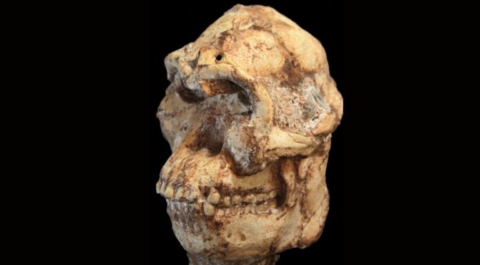 Вчені Відновили Особу 3,7-Мільйонного Предка Людини