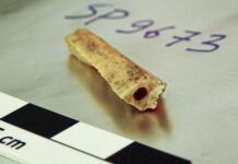 Неандертальська спорідненість: Сибірська печера розкриває далеких родичів, що жили через тисячоліття.