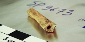 Неандертальська спорідненість: Сибірська печера розкриває далеких родичів, що жили через тисячоліття.