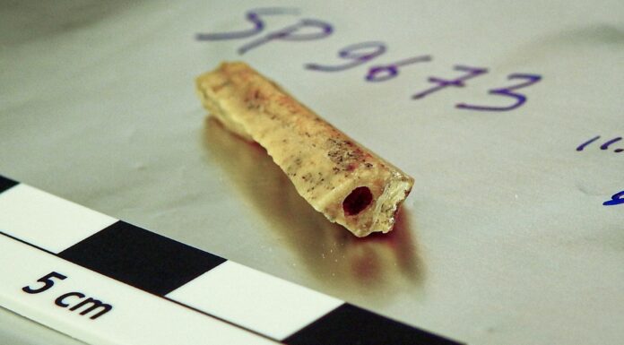 Неандертальська спорідненість: Сибірська печера розкриває далеких родичів, що жили через тисячоліття.