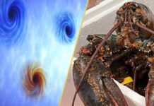 Від квантових парадоксів до еволюційних зрушень: щотижневий дайджест науки