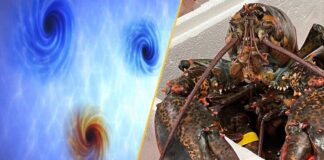 Des paradoxes quantiques aux changements évolutifs : un tour d’horizon scientifique hebdomadaire