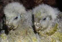 Віха у боротьбі за виживання: рекордний сезон розмноження какапо у Новій Зеландії