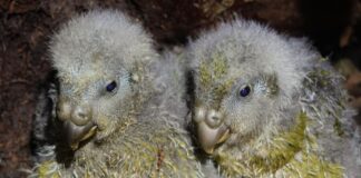 Віха у боротьбі за виживання: рекордний сезон розмноження какапо у Новій Зеландії