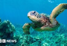 Американська Комісія Скасовує Дію Закону про Охорону Зникаючих Видів для Нафтового Видобування в Мексиканській Затоці
