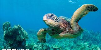 US Panel Overrides Endangered Species Act for Gulf Oil Drilling