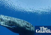 Дослідження показує, що комунікація кашалотів дуже схожа на людську мову