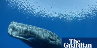 Дослідження показує, що комунікація кашалотів дуже схожа на людську мову