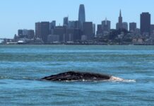 Una deviazione fatale: perché la baia di San Francisco è diventata una trappola mortale per le balene grigie