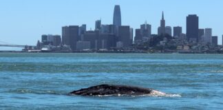 Deathtrap: proč se Sanfranciský záliv stal katastrofálním místem pro šedé velryby