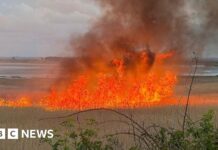 Po ničivém požáru v přírodní rezervaci Pegwell Bay bylo zahájeno vyšetřování žhářství.